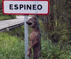 Aparece otro lobo muerto colgado de una señal en el pueblo de Espineo